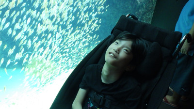 きらきら光る小さな魚を見ました