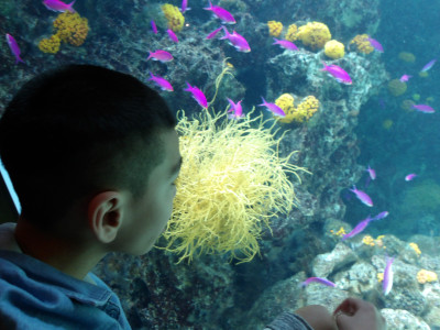 鮮やかな魚たちにうっとりしています